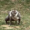 Older American Bully Looking for new couch