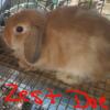 Holland lops for sale