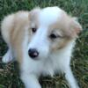 Sheba, Female Sheltie