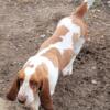 Basset puppies