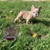 MERLE FRENCH BULLDOG