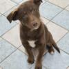 Chocolate Lab x Border Collie puppies *Price Reduced*