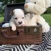 Purebred Chihuahua puppies 