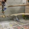 Breeding pair of English budgies