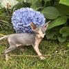 Sphynx kitten