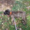 English Mastiff puppy