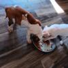 American bullys and pink nose pit