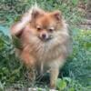 Teacup Tiny Toy Pomeranian puppy female 