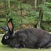 silverfox mix buck rabbits