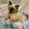 Lovable male and female Himalayan kittens available immediately.