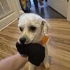 Toy poodle