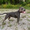 American bully open for stud