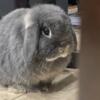 very tame, Holland, lop male