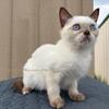 Chocolate Point Exotic Kitten