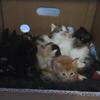 UPDATED: 4 Beautiful Maine Coon Kittens! Farmington, MN
