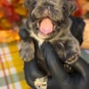 FLUFFY FRENCH BULLDOG PUPPY FRENCHIE