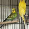 Breeding parakeetsssssssp