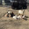 Goats for adoption male and female