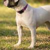 NKC female American Bulldog