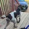 Beautiful female German Shorthaired Pointer
