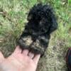 Tiny toy poodle male 12 weeks