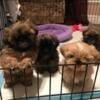 Shih Tzu Puppies For Sale