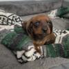 miniature dachshund puppies