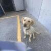 AKC Labrador 