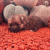 Pomeranians Puppies Ready Now NJ poms