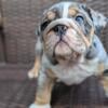 SOLD!  AKC English Bulldog Puppy available