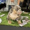 Micro American Bully