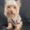 Beautiful Yorkie ready for breeding NOT FOR SALE!
