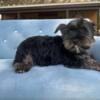 Yorkie available 