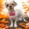 7 month old female Shih tzu