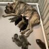 ICCF Registered Cane Corso Puppies