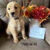 CKC Golden Retriever Puppies