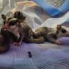 Sugar Gliders, Female, Male, Platinum and Mosaics!