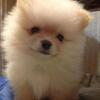 Pomeranian puppy white gold toy