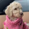 F1B Labradoodle puppies