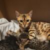 Gorgeous Bengal Kittens