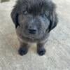 AKC Newfoundland puppies for sale