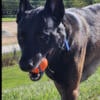 Elite protection bred Belgian Malinois for stud only -Dark Sable 93 pounds!