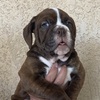 Outstanding Olde English Bulldog Puppies (Blue Ribbon)