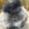 Lionhead buck - blue - pedigreed - sweetest bunny ever 