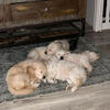 English Labrador Retriever X Mini Labrador Puppies Males & Females