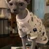 Proven Sphynx available for stud services