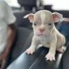 Wop Exotics Micro Bully Puppies