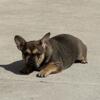 Red Fawn Sable Female DOB: 5-14-24