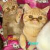 Exotic Shorthair/siamese mix male