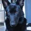 Black German Shepherd Dog for Stud $350